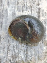 Pomacea canaliculata