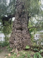 Salix babylonica