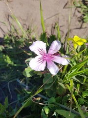 Pelargonium betulinum