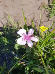 Pelargonium betulinum