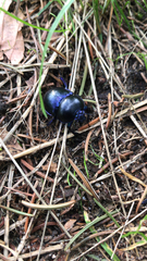 Trypocopris vernalis