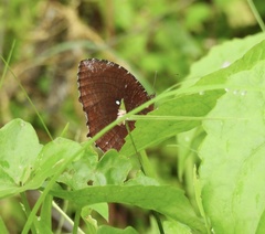 Elymnias hypermnestra