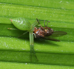 Cetratus rubropunctatus