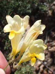 Freesia corymbosa