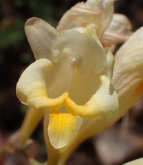 Freesia corymbosa