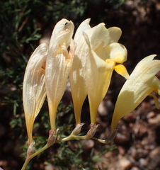Freesia corymbosa