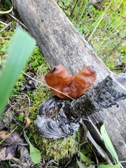 Gyromitra infula