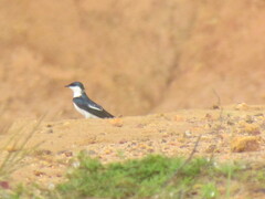 Tachycineta albiventer