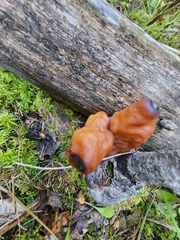 Gyromitra infula
