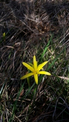 Cyrtanthus breviflorus