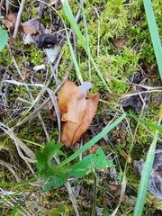 Gyromitra infula
