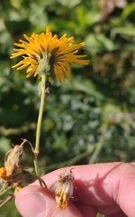 Sonchus arvensis