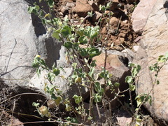 Abutilon sonneratianum