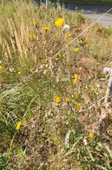 Sonchus arvensis