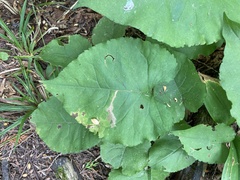 Scrobipalpula manierreorum