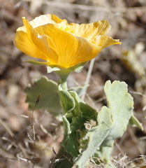 Abutilon sonneratianum