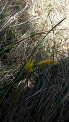 Cyrtanthus breviflorus
