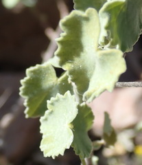 Abutilon sonneratianum