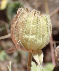 Abutilon sonneratianum