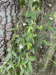 Centrosema arenicola