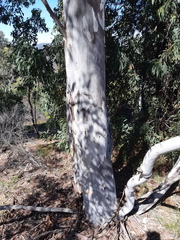 Eucalyptus mannifera