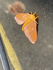 Anisota pellucida