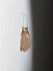 Nusalala tessellata