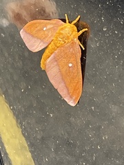 Anisota pellucida