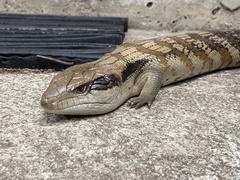 Tiliqua scincoides