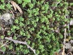 Tortella