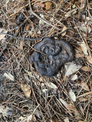 Phaeolus schweinitzii