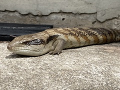 Tiliqua scincoides