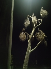 Ninox novaeseelandiae