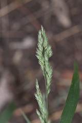 Muhlenbergia