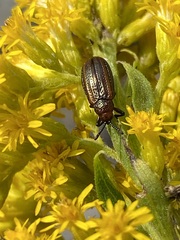 Microrhopala vittata