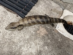 Tiliqua scincoides