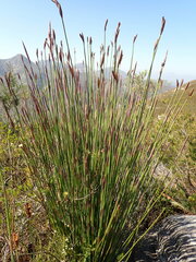 Elegia thyrsoidea