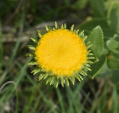 Grindelia nuda