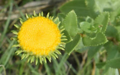 Grindelia nuda
