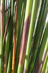 Elegia thyrsoidea