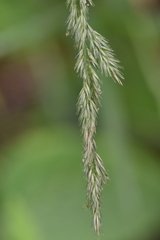 Muhlenbergia