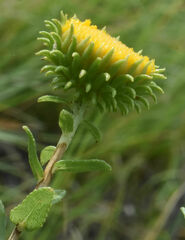 Grindelia nuda