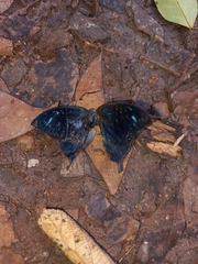 Memphis moruus