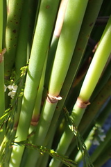Elegia thyrsoidea