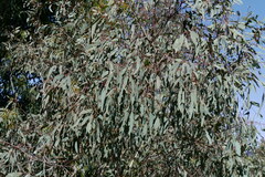 Eucalyptus mannifera