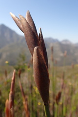 Elegia thyrsoidea