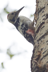 Dendrocopos leucotos