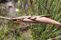 Elegia thyrsoidea