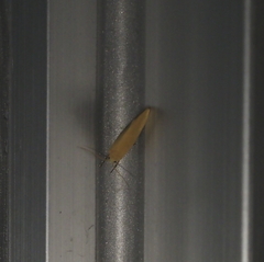 Danielithosia immaculata