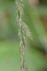 Muhlenbergia